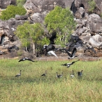 _800Mt Borradaile - Cooper Creek_5669_m_MagpieGeese